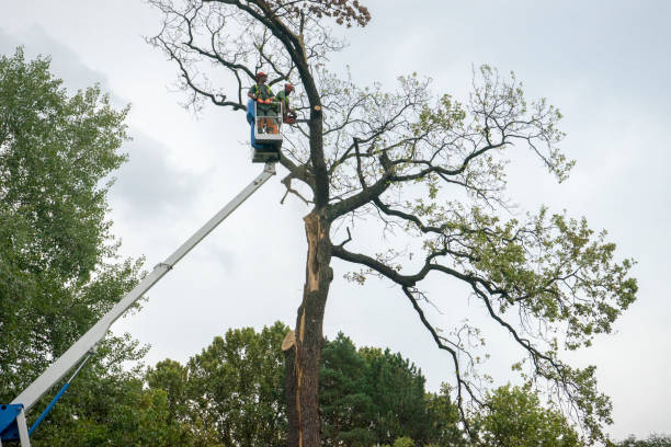 Reliable Wingdale, NY Tree Care Services Solutions