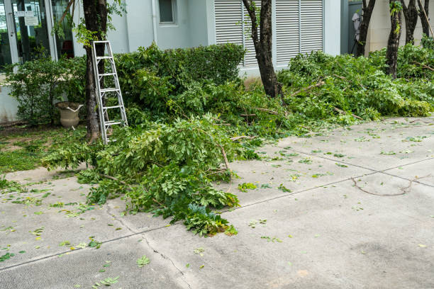 How Our Tree Care Process Works  in  Wingdale, NY